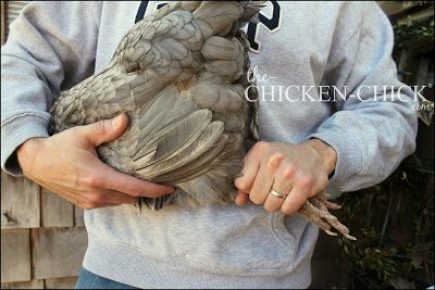 Euthanasia for Backyard Chickens from The Chicken Vet