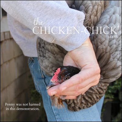 Euthanasia for Backyard Chickens from The Chicken Vet