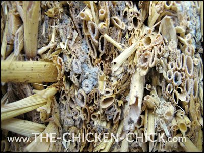 Moisture created from respiration and droppings dampen the surface of straw, which fosters the growth of molds, fungi and bacteria that cause respiratory illness and diseases such as Aspergillosis in chickens.