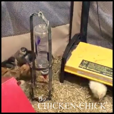DIY Poultry Nipple Drinker Stand via The Chicken Chick®
