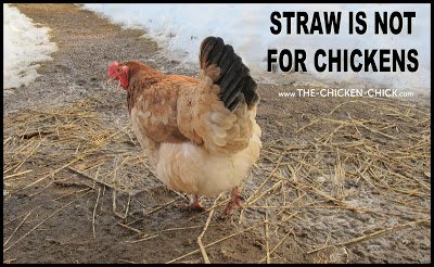 In a wet chicken yard, straw soon begins decomposing, becoming a foul-smelling, rotting mess of poop and mud- the ideal environment for pathogens such as coccidiosis to thrive. 