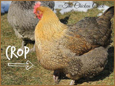 Chicken Straw Topper