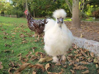 Pet chickens are routinely used as therapy animals for individuals with a wide array of emotional, physical, and other life challenges, as well as companion visitors to the elderly in health and retirement facilities.