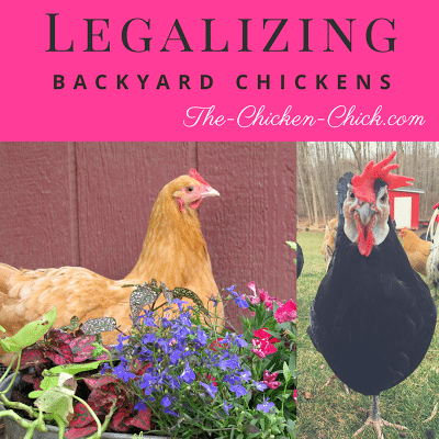 Legalizing Backyard Chickens From A Former Chicken Outlaw Attorney