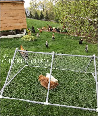 The instructions for this playpen tractor are provided courtesy of Mr. Chicken Chick who built it at my request for three bantam Cochin teenagers being integrated into the flock. This was a figure-it-out-as-you-go project. (don't judge)