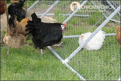 A playpen tractor is useful when new chickens are being integrated into an existing flock, when a bird bully needs to be removed for others' safety, when a minor injury requires being kept in protective custody, or when feather loss from over-mating or picking warrants being provided with a safe zone.