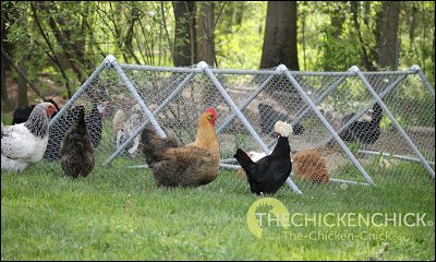 A playpen tractor is a temporary, daytime confinement facility located in the chicken yard. It is not predator-proof and is not intended to house chickens at night.