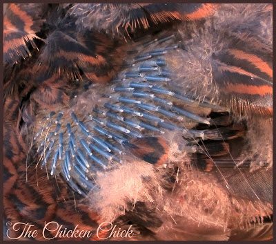 Chickens are vulnerable to pecking during a period of feather re-growth due to the visible presence of blood in the newly emerging pin feathers.