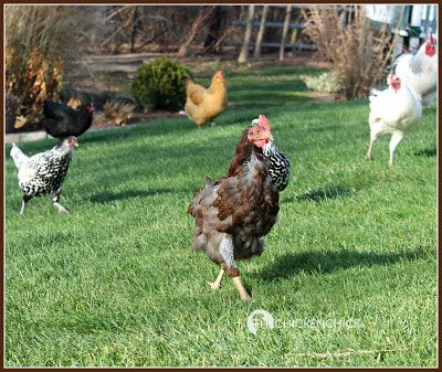 Chickens are vulnerable to pecking during a period of feather re-growth due to the visible presence of blood in the newly emerging pin feathers.