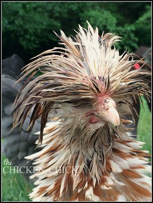 Breeds with fancy head feathers (Polish, Silkies, Houdans, etc.) are at increased risk for having their head feathers picked by other birds especially when the feathers get wet or the bird is molting. 