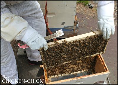 Home  Sticky Stuff Beekeeping