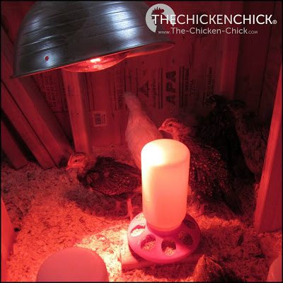 Chicks in brooders are frequently overheated by the use of heat lamps, which increases the risk of aggression and picking behaviors. 