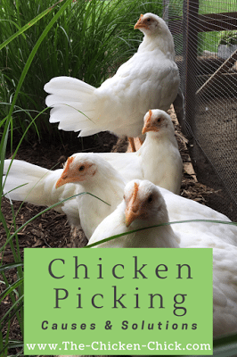 Chicken Picking Causes and Solutions