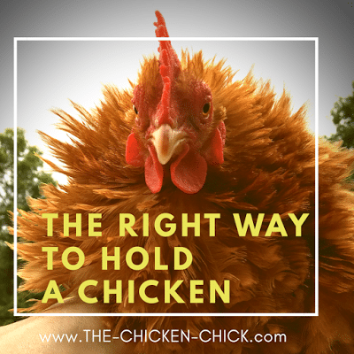 The Right Way to Hold & Handle a Chicken  The Chicken Chick®