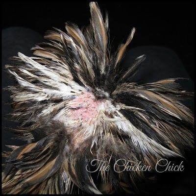 Putting crest feathers in a ponytail on top of the head sometimes works to cover bald spots, hide pin feathers and to hide the scalp. Trimming feathers around the eyes can improve the bird's ability to see trouble coming and get out of the way of flockmates' busy beaks. 