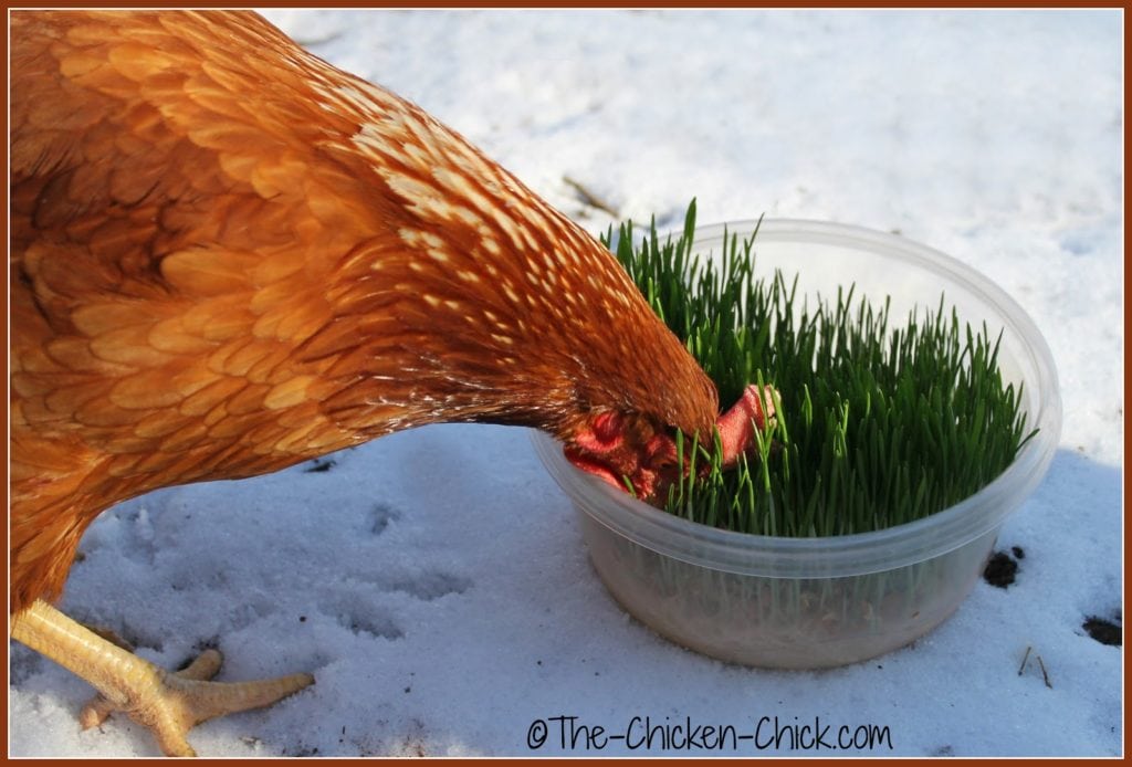 Growing sprouts is a great way to create a foraging opportunity for chickens.