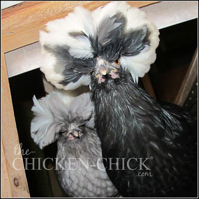 Blue Polish and Black Polish hens www.The-Chicken-Chick.com