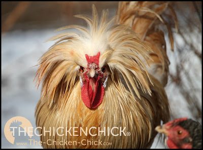Gold Laced Polish rooster www.The-Chicken-Chick.com