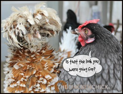 Tips For The Care Of Crested Chicken Breeds The Chicken Chick