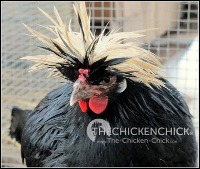 White Crested Black Polish hen www.The-Chicken-Chick.com