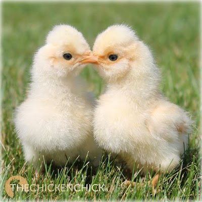 Gold Laced Polish chicks www.The-Chicken-Chick.com