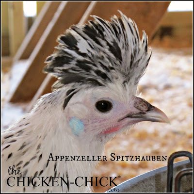 Appenzeller Spitzhauben pullet www.The-Chicken-Chick.com