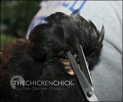 Crevecoeur hen www.The-Chicken-Chick.com