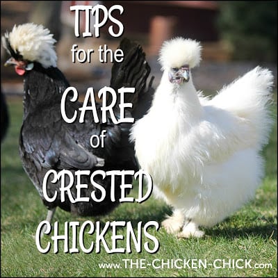 Tips for the Care of Crested Chickens www.The-Chicken-Chick.com