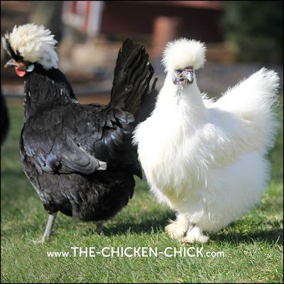 White Crested Black Polish Hen & White Silkie Hen www.The-Chicken-Chick.com