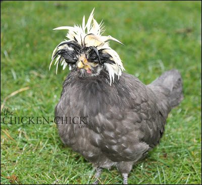 Tips For The Care Of Crested Chicken Breeds The Chicken Chick