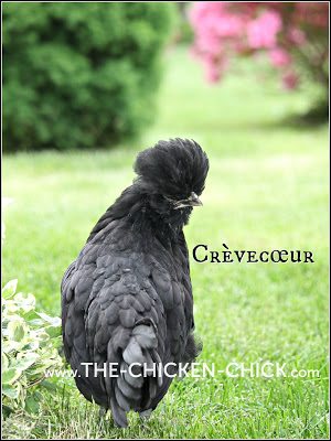 Tips For The Care Of Crested Chicken Breeds The Chicken Chick