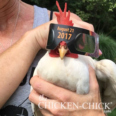 The Effect of the Solar Eclipse on Chickens www.The-Chicken-Chick.com