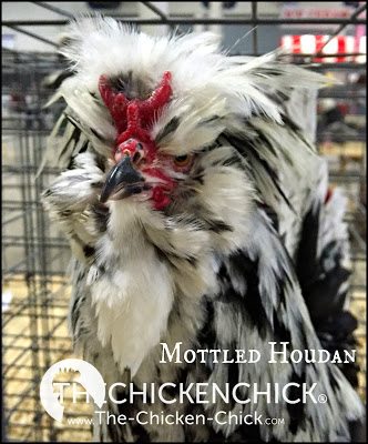 Mottled Houdan www.The-Chicken-Chick.com