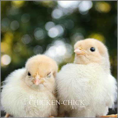The Effect of the Solar Eclipse on Chickens ~The Chicken Chick