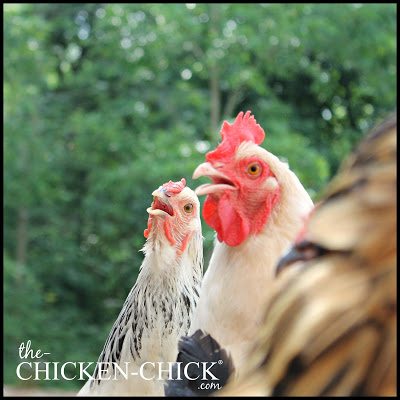 The electromagnetic radiation from the eclipse will not cause blindness in your chickens. ~The Chicken Chick