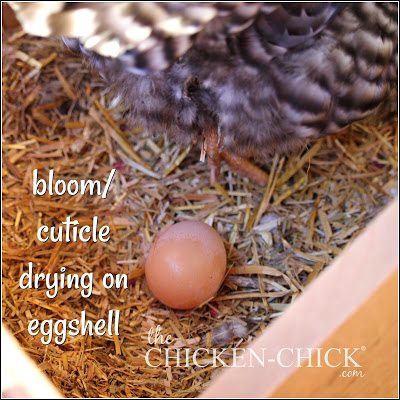 It is safer to maintain nest-box sanitation than allow eggs to be laid in filthy nests.