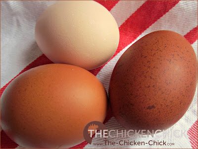 Salmonella from shell eggs is transmitted to people primarily as the result of an egg yolk that was infected with Salmonella enteritidis inside the hen’s ovary, not on the eggshell.
