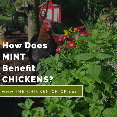 Herbs for Hen Health: Mint