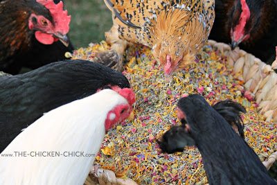 The Chicken Chick's Spruce the Coop® Herbal Fusion