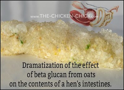 Dramatization of the effects of beta glucan from oats on the contents of a hen's intestines.