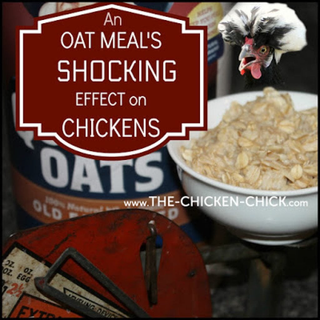 The Shocking Effect of Feeding an Oatmeal Breakfast on Chickens