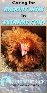 Caring for Broody Hens in Extreme Cold