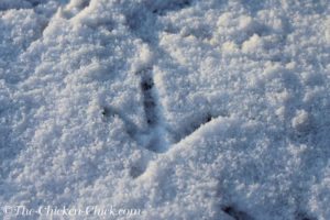 Chicken Footprint in Snow