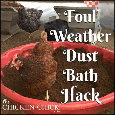 Foul Weather Dust Bath For Backyard Chickens