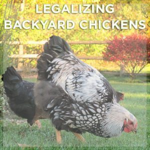 Legalizing Backyard Chickens