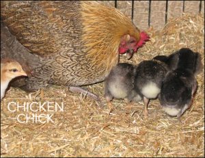 Broody hen with adopted chicks