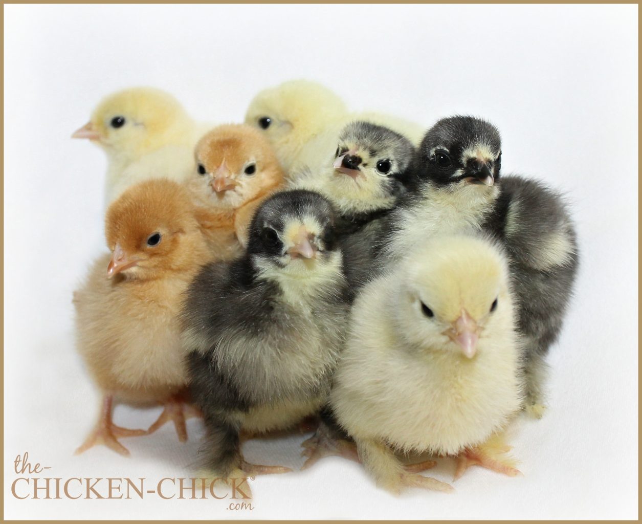 Chick family photo