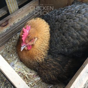 broody hen in nest box
