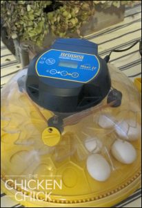 Brinsea Maxi II advance incubator Silkie eggs