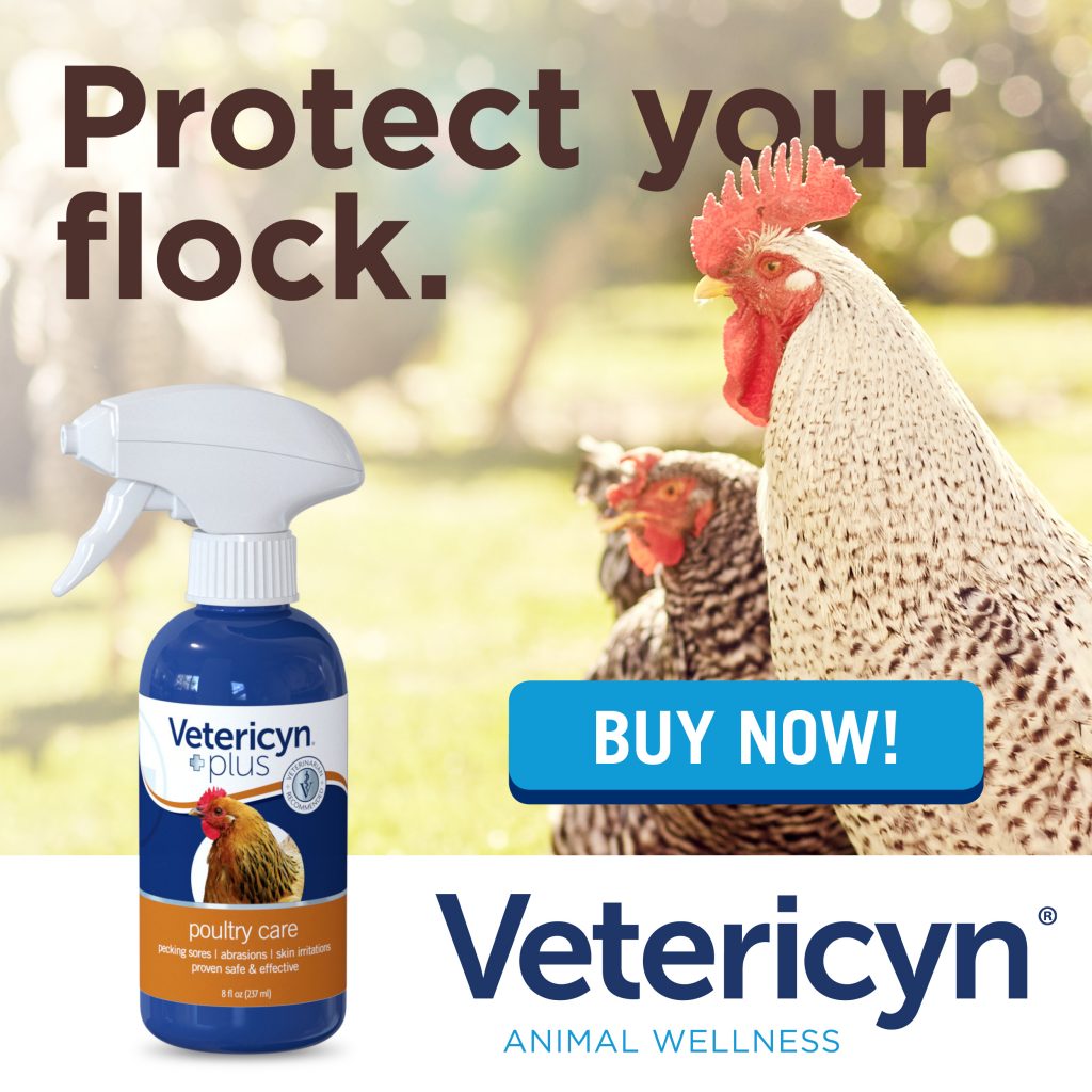 Control & Treatment of Worms in Chickens The Chicken Chick®
